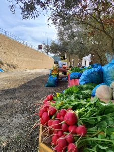 בוסתני העתיד 2 צילום ליאת יחיאל