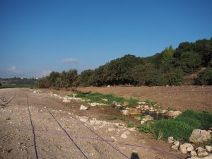 ביצוע שתילות לאורך רצועת הנחל | צילום רויטל ריקלין